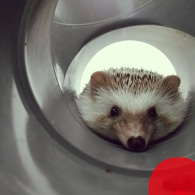 kuruさんの実例写真