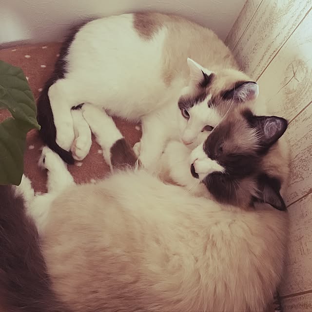 niko-25さんの実例写真