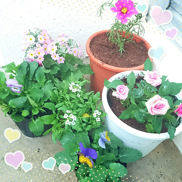 mi-kiさんの実例写真