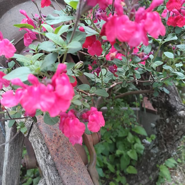 salacocoさんの部屋