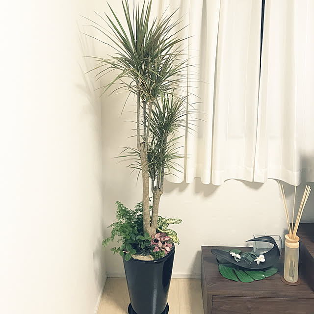 canaさんの実例写真