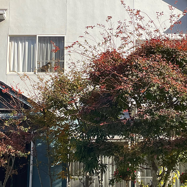 nobikoさんの実例写真