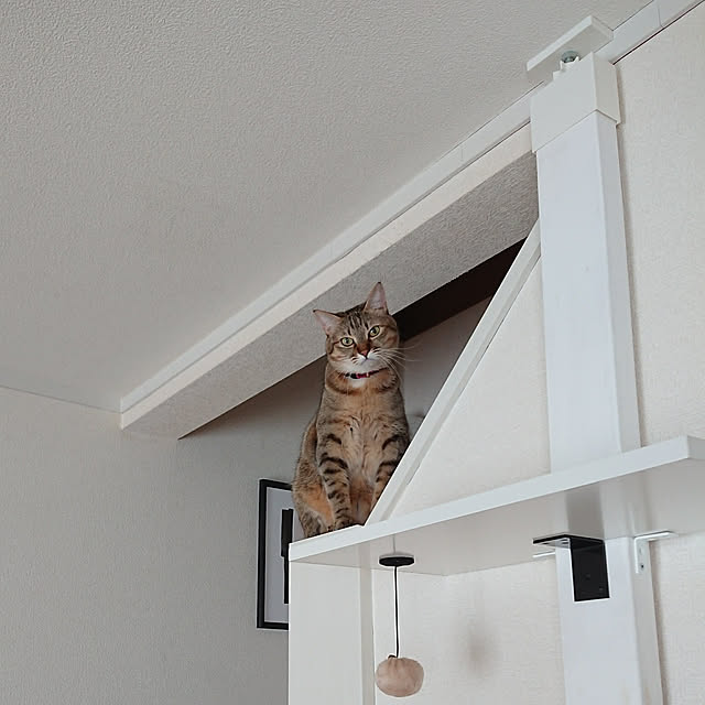 maikyさんの実例写真