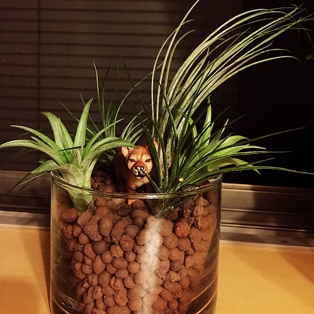 NaoKさんの実例写真