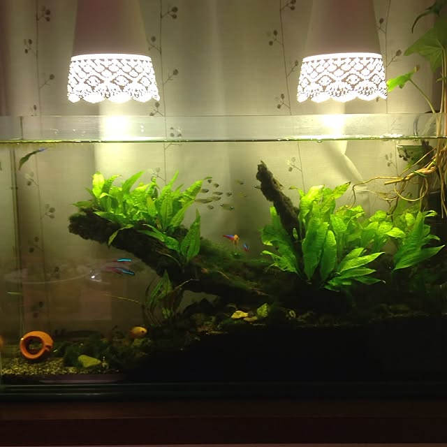 drgn1さんの実例写真