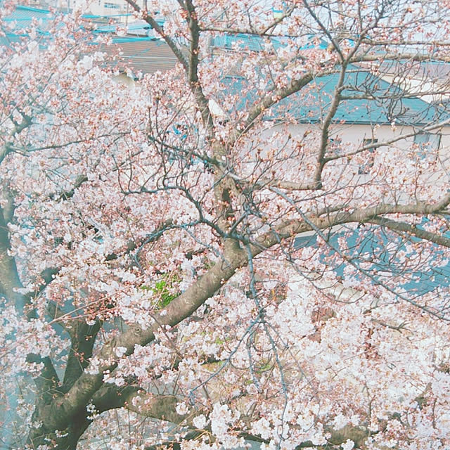 リビング/団地/写真のセンスなし/築40年以上の団地/フルリノベーション...などのインテリア実例 - 2018-03-26 09:31:41