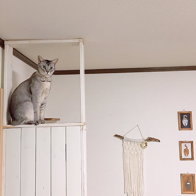 kotoriさんの実例写真