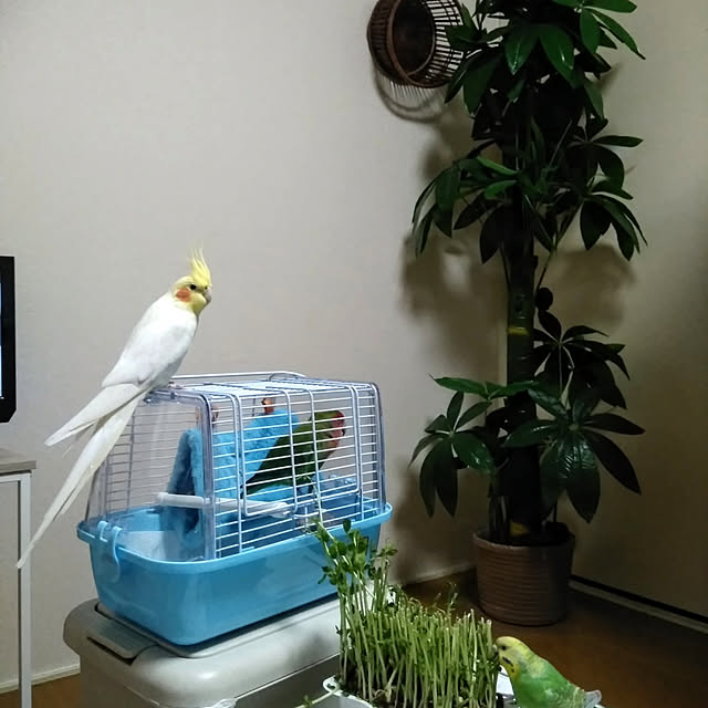 toratanさんの実例写真