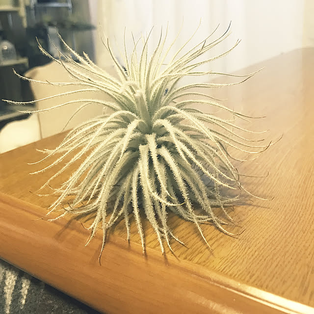powakyonさんの実例写真