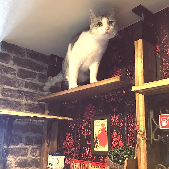 emmyyさんの実例写真