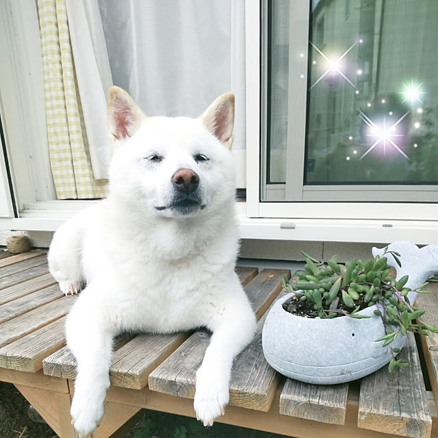 yukinkoさんの実例写真
