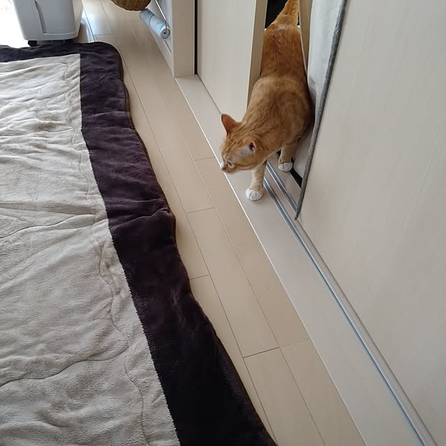koromaroさんの部屋