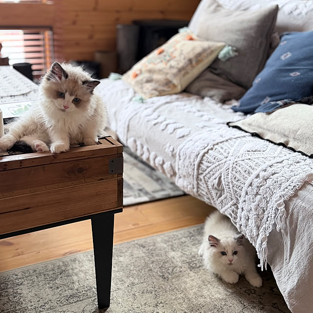 puffloveさんの部屋