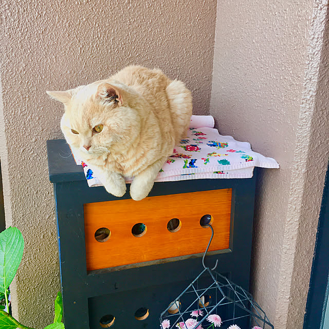 naokoさんの実例写真
