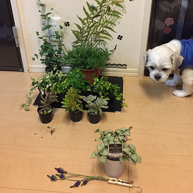 emiさんの実例写真