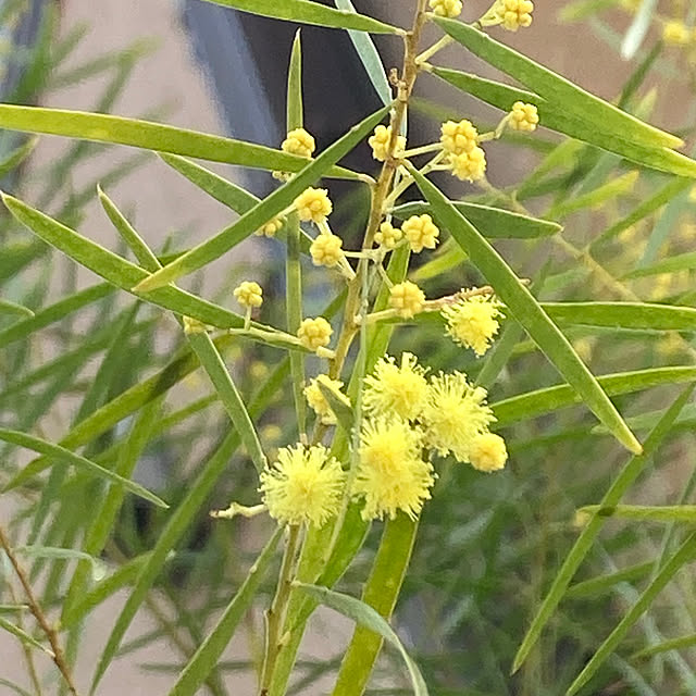 amiromikaさんの実例写真