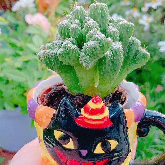 Hanakaさんの部屋