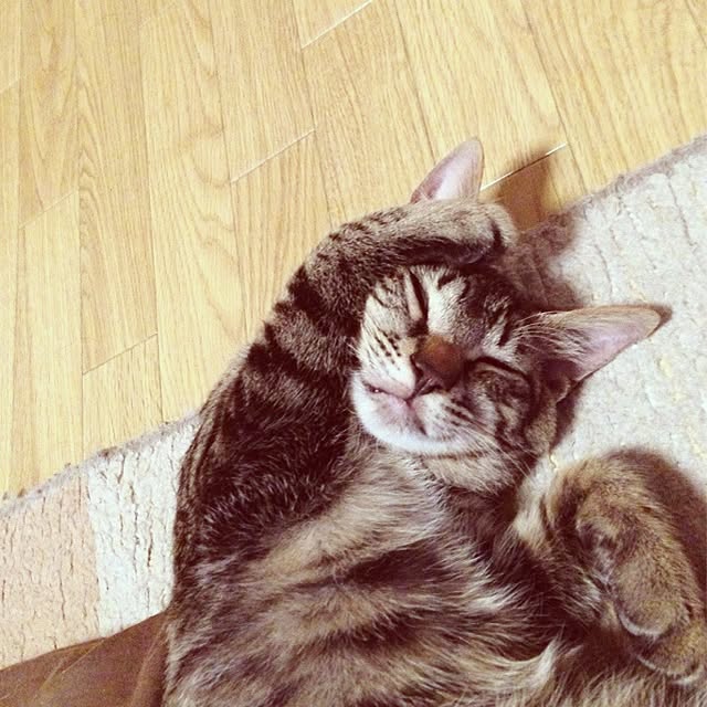 yumenyanさんの実例写真