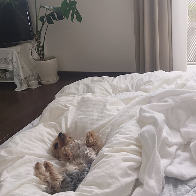 yuminnieさんの実例写真