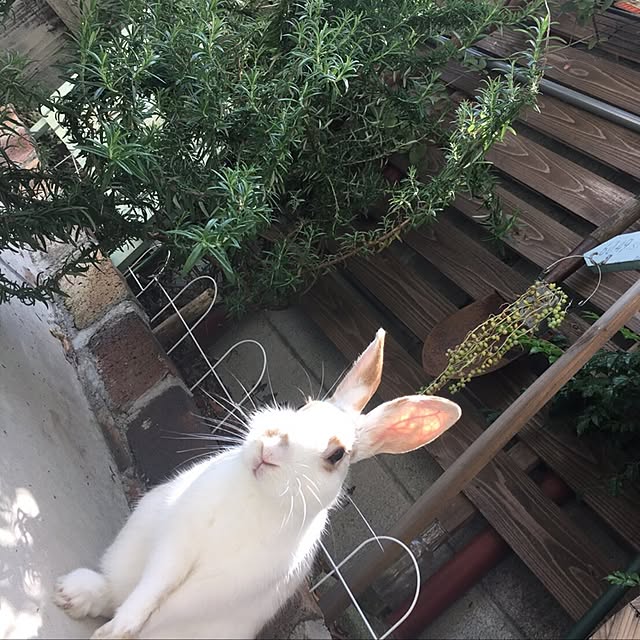 kacochanさんの実例写真
