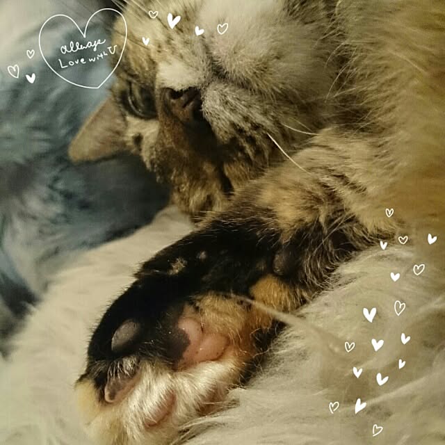 kikinanaさんの実例写真