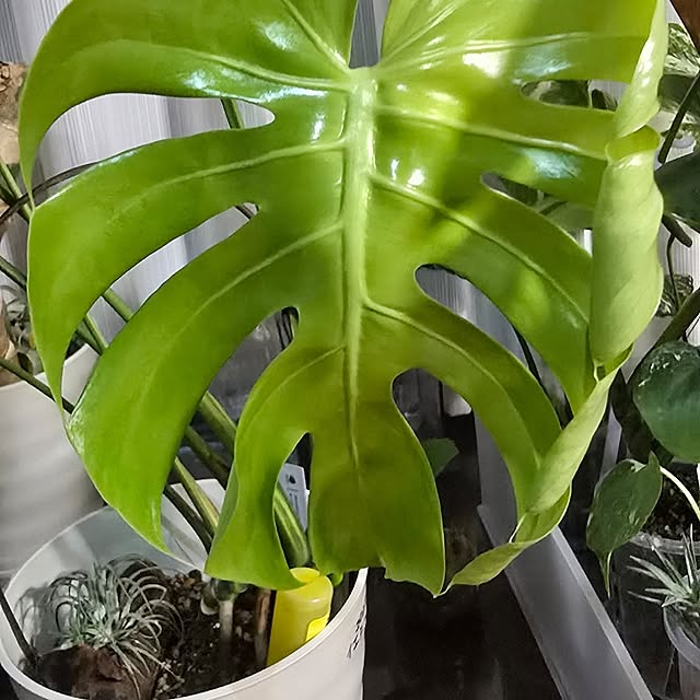 whiskerbloomさんの部屋