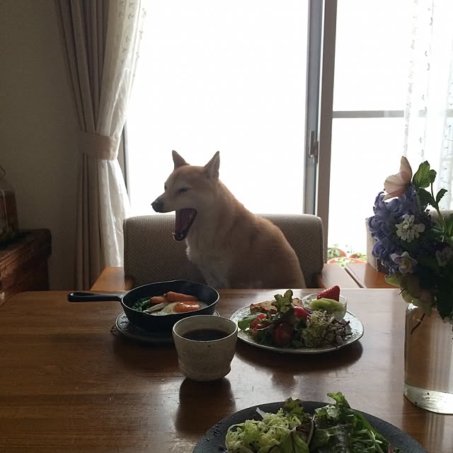 目玉焼き/自家製ヨーグルト/自家製パン/柴犬/朝食...などのインテリア実例 - 2015-04-08 11:04:00