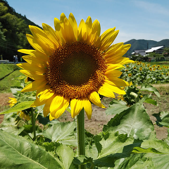 yattyanさんの実例写真