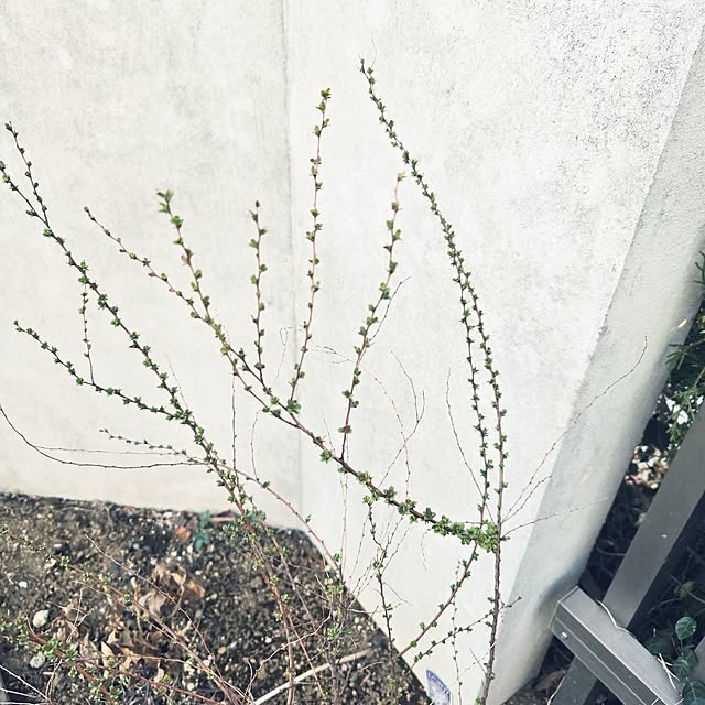 mutyukingさんの部屋