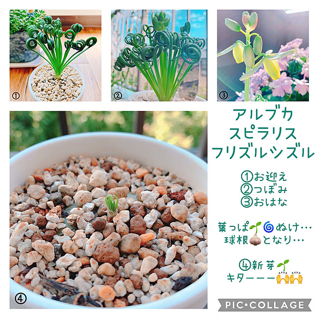 Llatte-usaさんの実例写真