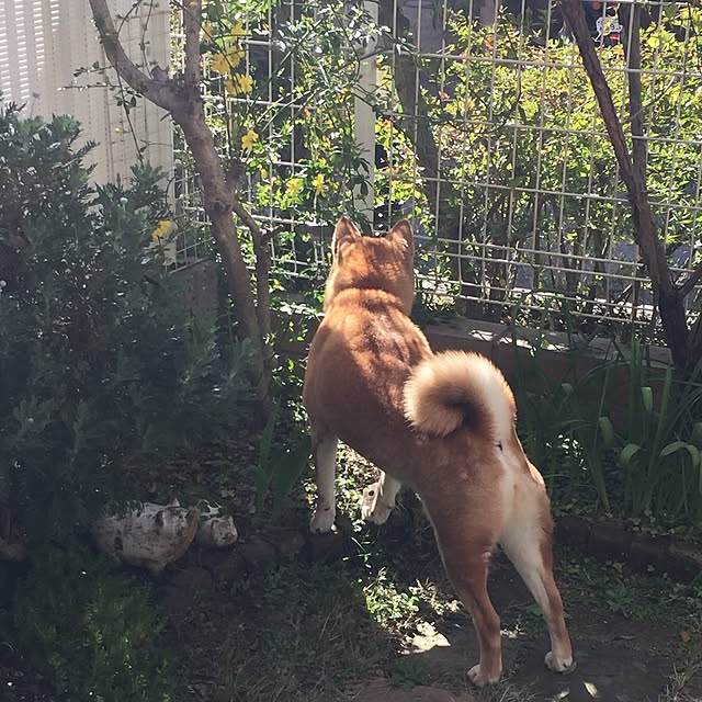 shizu2380さんの実例写真