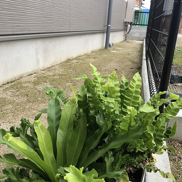 dorukitiさんの実例写真