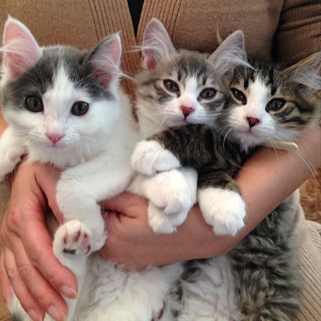 fuuさんの実例写真