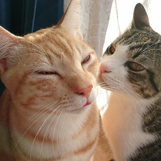 shiiiさんの実例写真