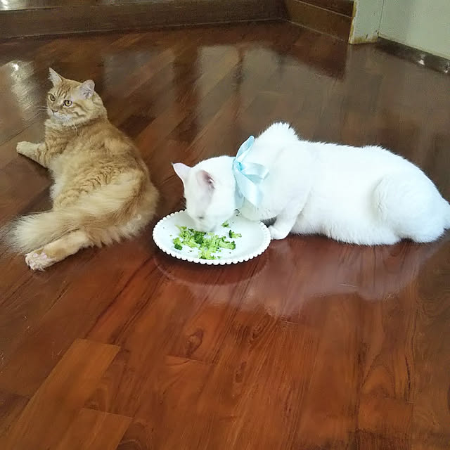gabさんの実例写真