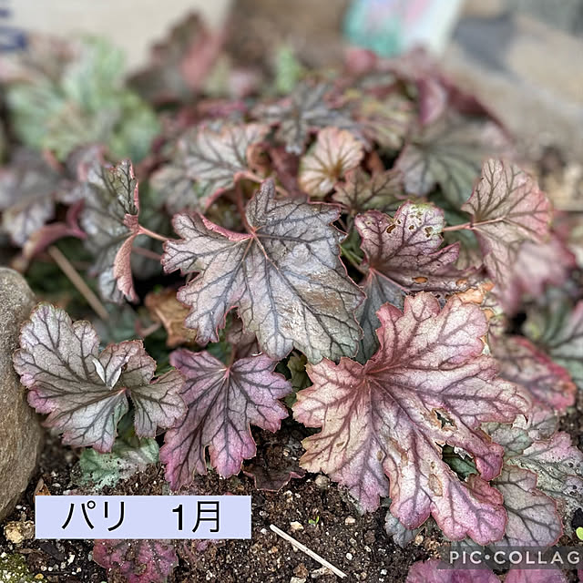 buchiさんの実例写真