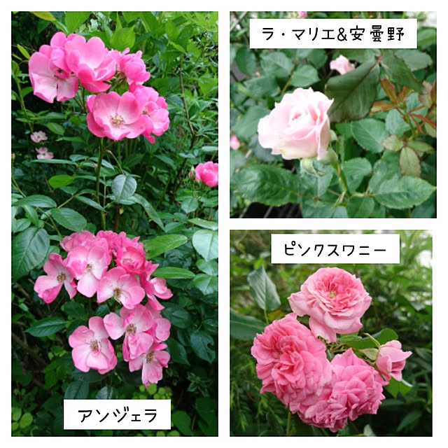 kohmarlさんの実例写真