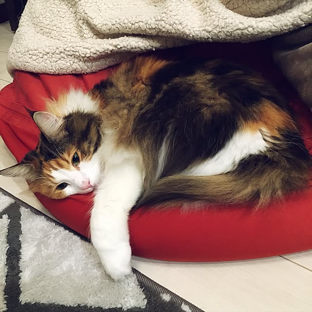 Tomokoさんの実例写真