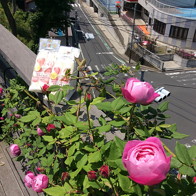 mamezoさんの実例写真