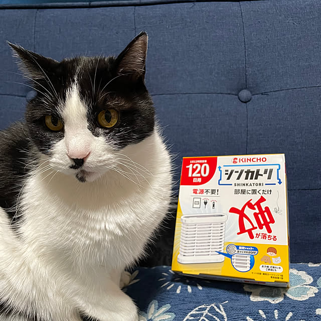 minapiさんの実例写真