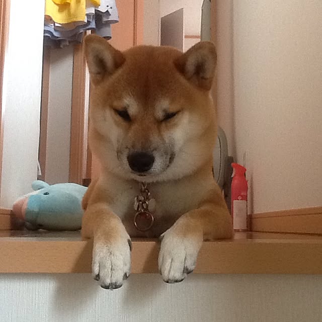 kotaさんの実例写真