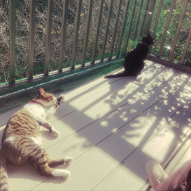 jijiさんの実例写真