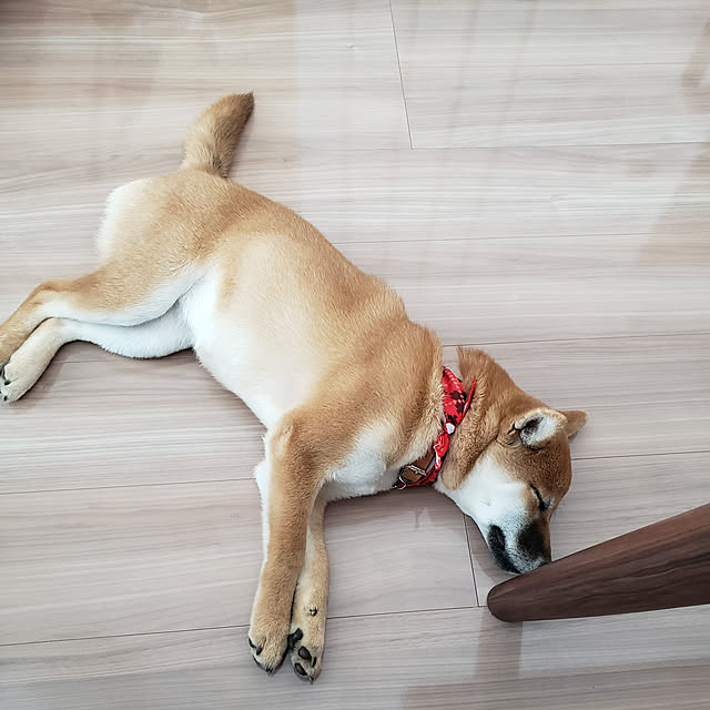 ichiさんの実例写真