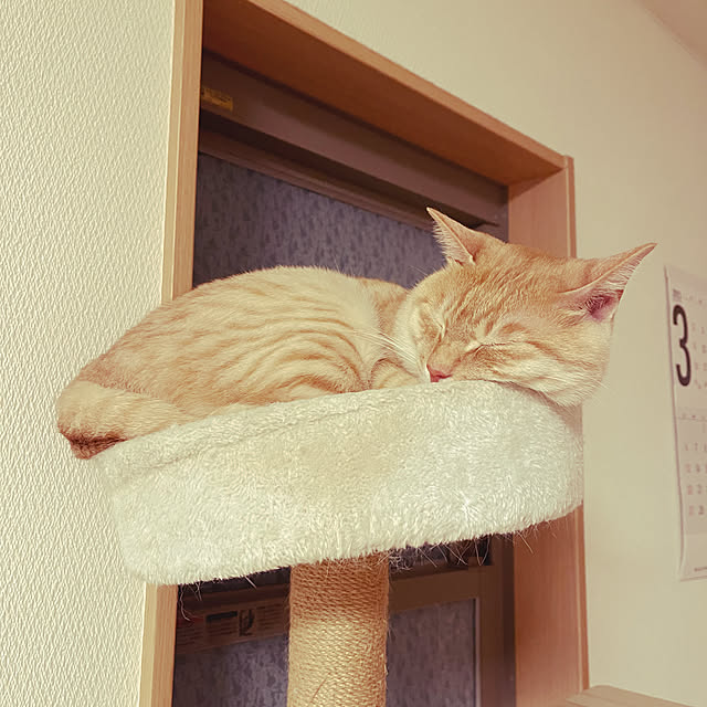 chiiさんの部屋