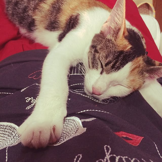 asaさんの実例写真