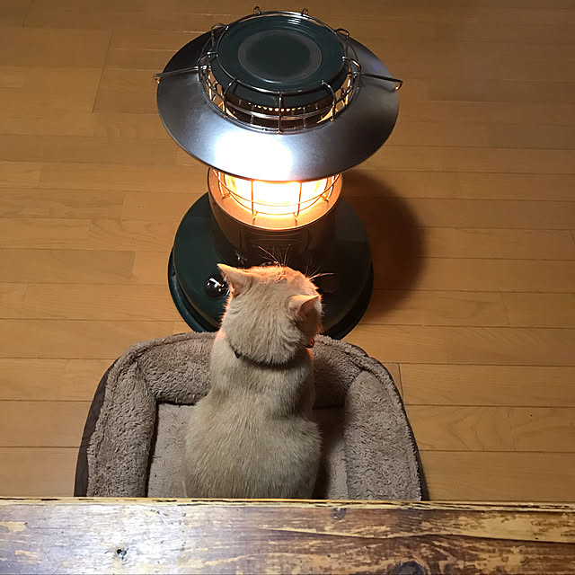 mikan161さんの実例写真