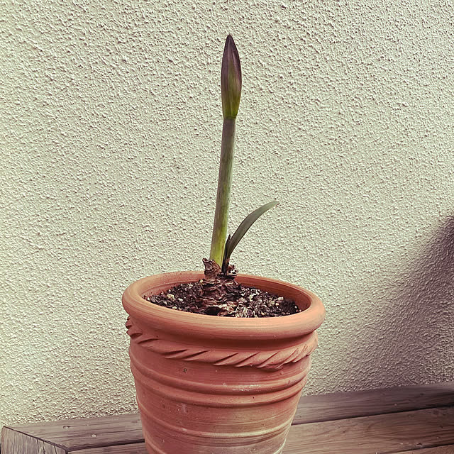 seiseiさんの部屋