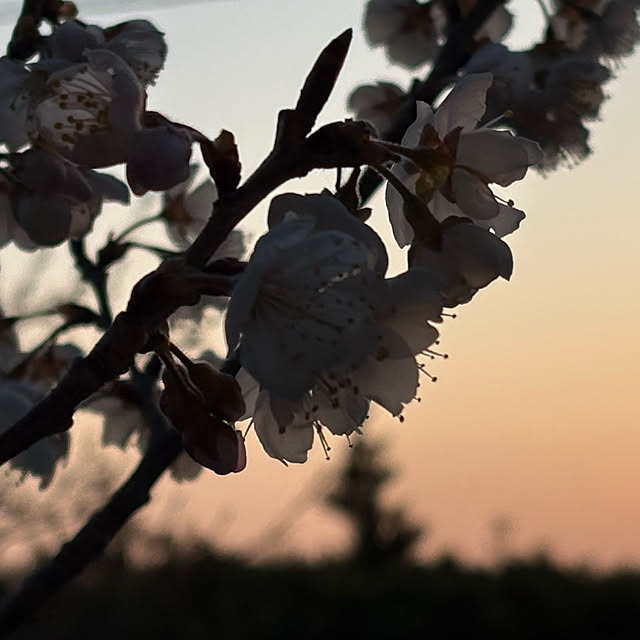 Kaeru-Mamaさんの実例写真