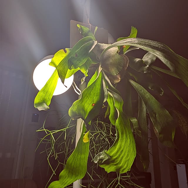 renrinmamaさんの部屋