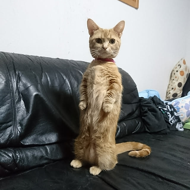 shinobuさんの実例写真